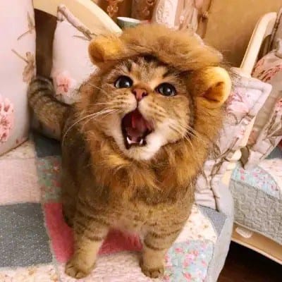 Zaman Khan avatar